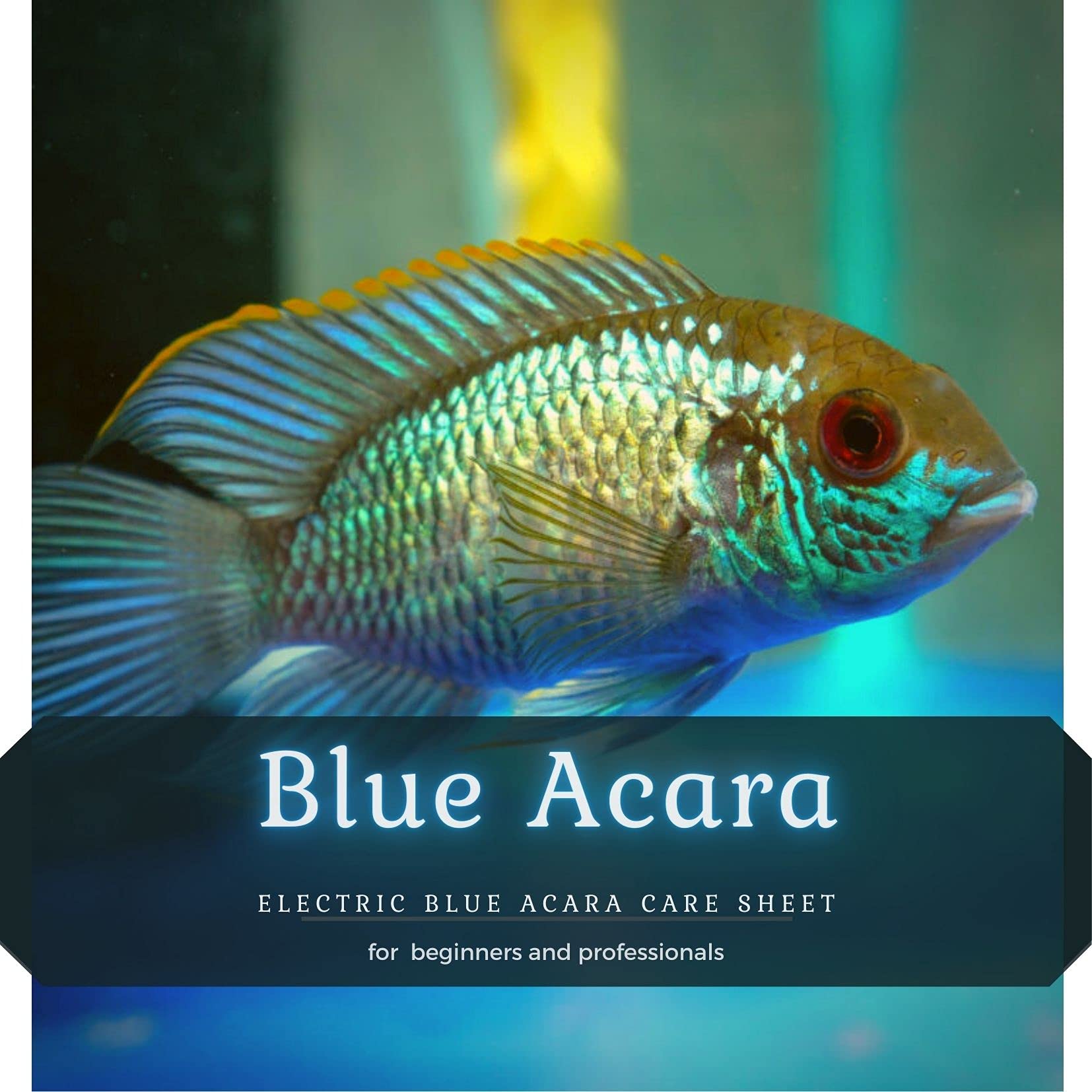 Buy Blue Acara Electric Blue Acara Care Sheet Online at desertcartINDIA