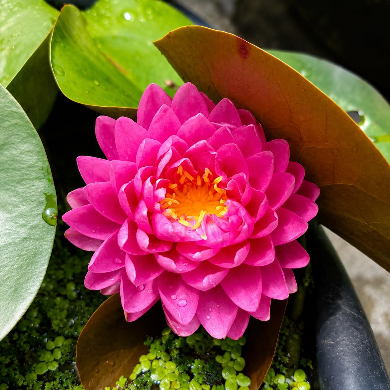 Live Water Lily Bulb, Pack of 1 | Fresh Floating Pond Plant, Healthy Nymphaea Root, Perfect for Home Water Features-image-18