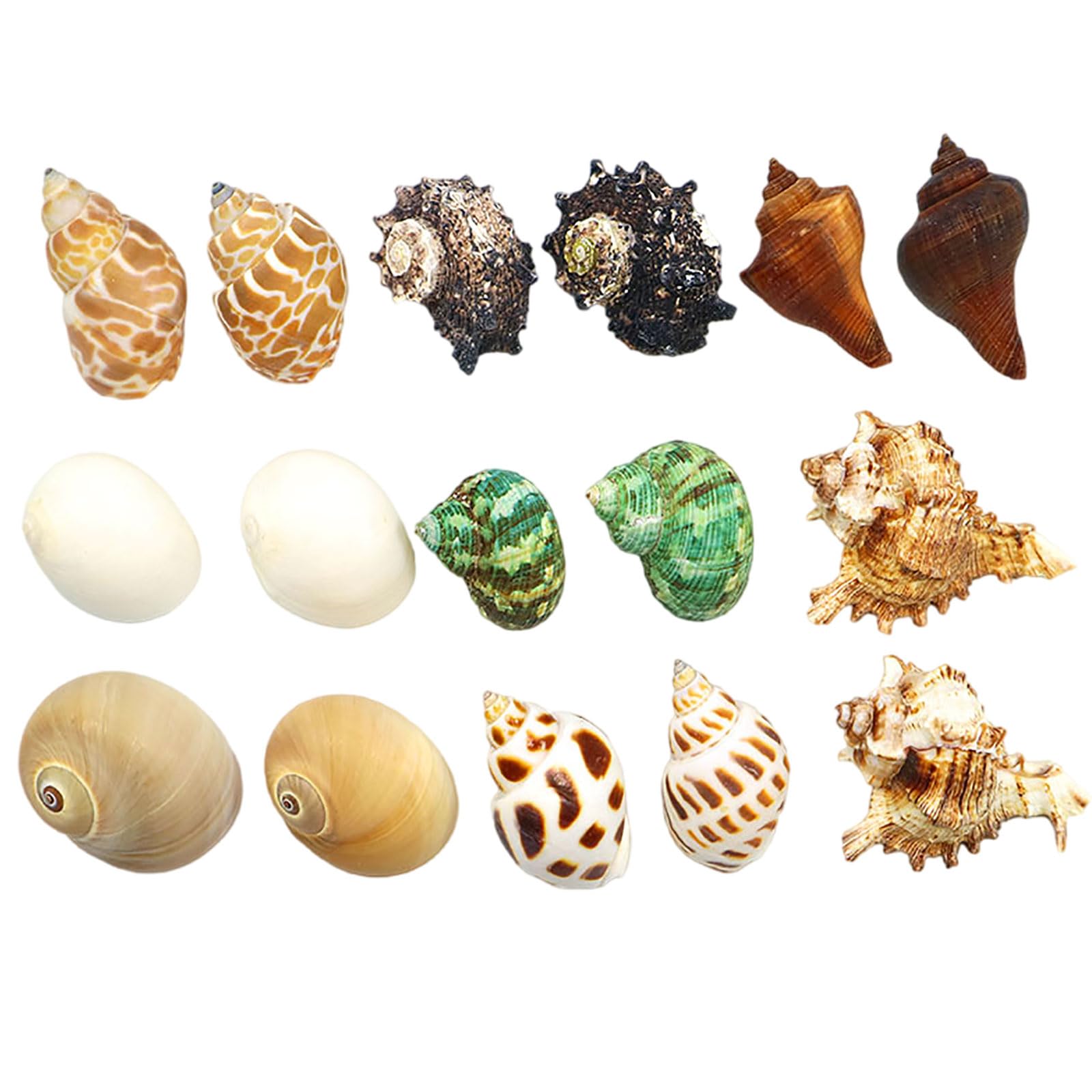 Amazon.co.jp: COYOUCO ヤドカリの貝 ヤドカリは、中小規模の