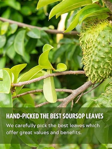 Miniatura 4 de 20 bolsas de té de hoja de guanábana y manzana natillas de primera calidad, 100% hojas puras de té de hierbas (20 bolsitas de té)