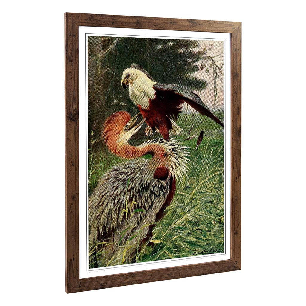 Big Box Art Framed Print of Vintage W Kuhnert Giant Heron & Sea Eagle Design | Wall Art Picture | Home Decor for Kitchen, Living Room, Bedroom, Hallway, Walnut, A2 / 24.5x18 Inch / 62x45cm