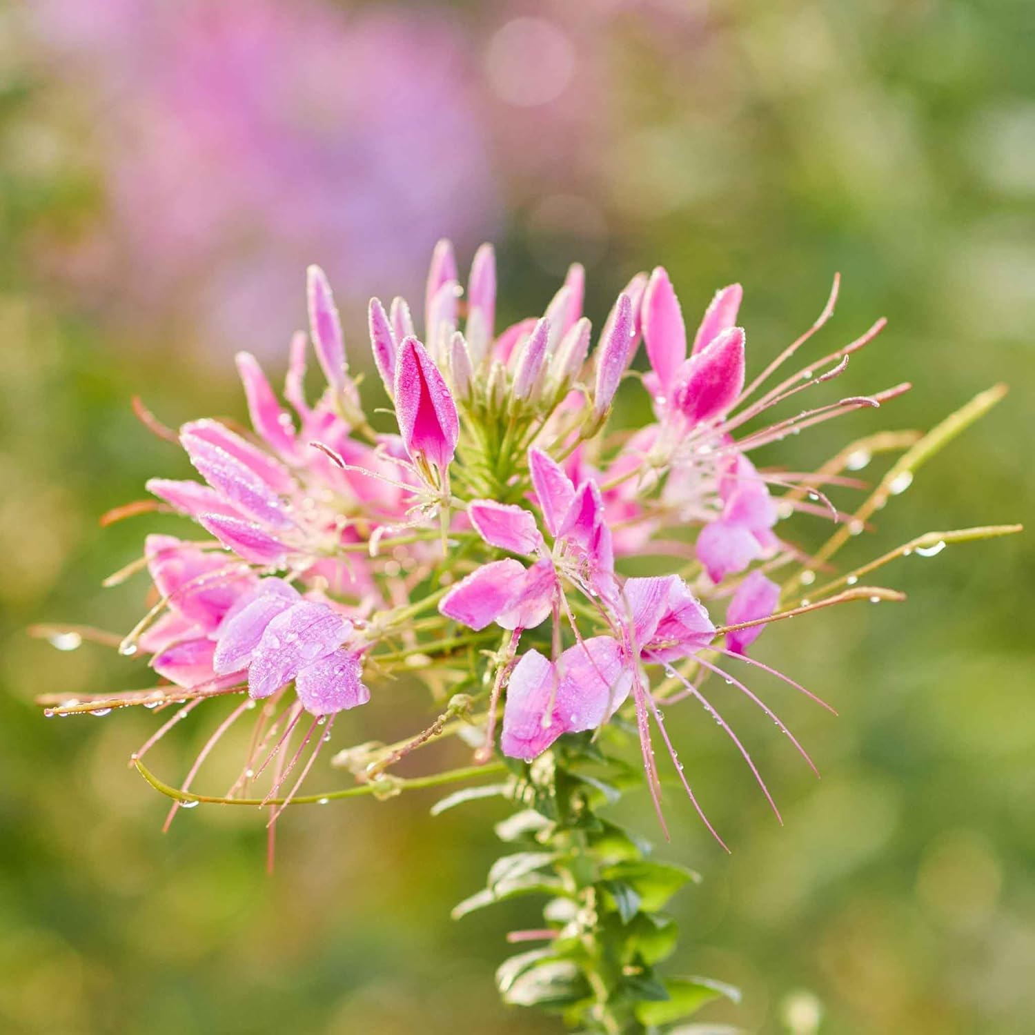 Eden Brothers Cleome Seeds - Mixed Colors