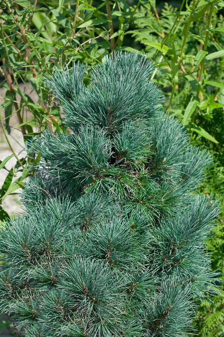 Zirbelkiefer Pinus cembra 50-60 cm Nadelbaum winterhart immergrün