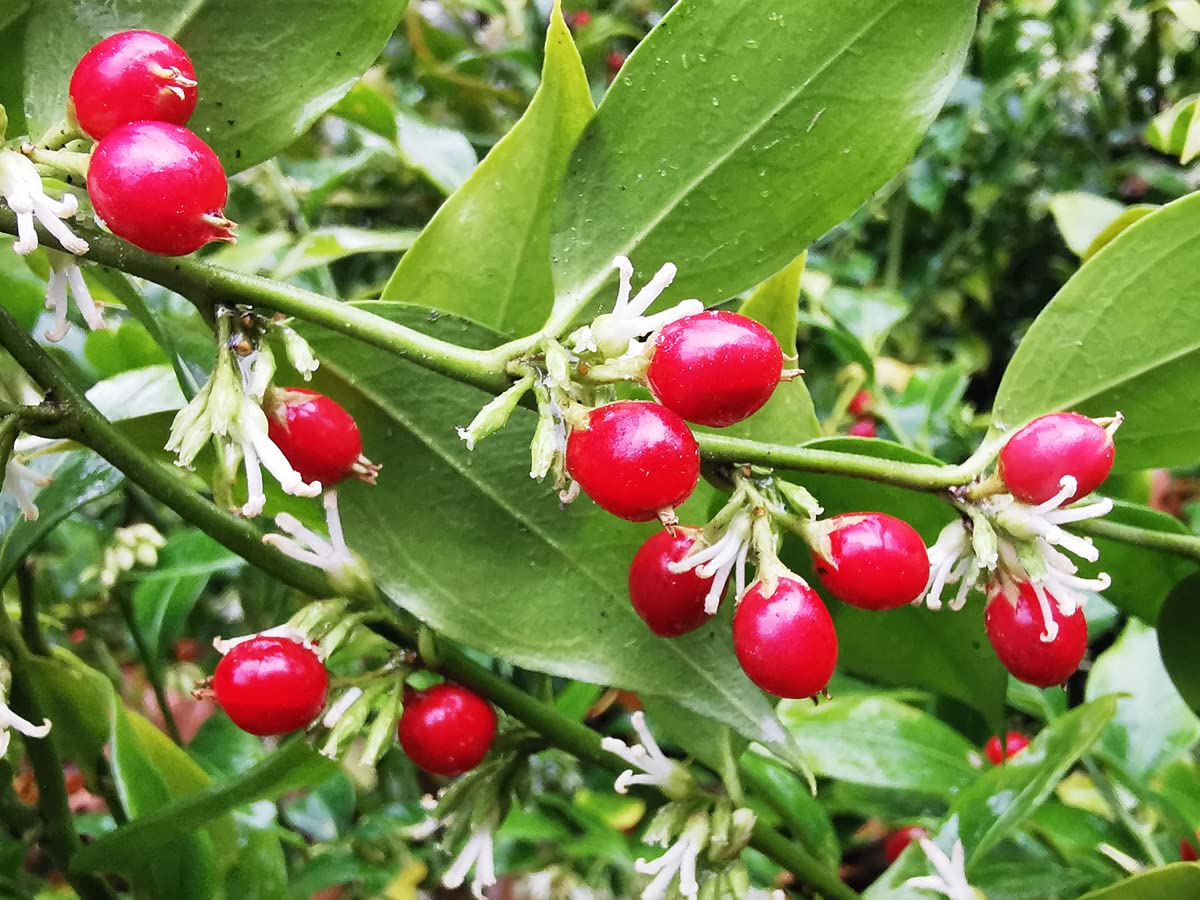 SARCOCOCCA RUSCIFOLIA, Fragrant Sweet Box, Winter Flowering, Fragrant Shrub, 10cm Tall