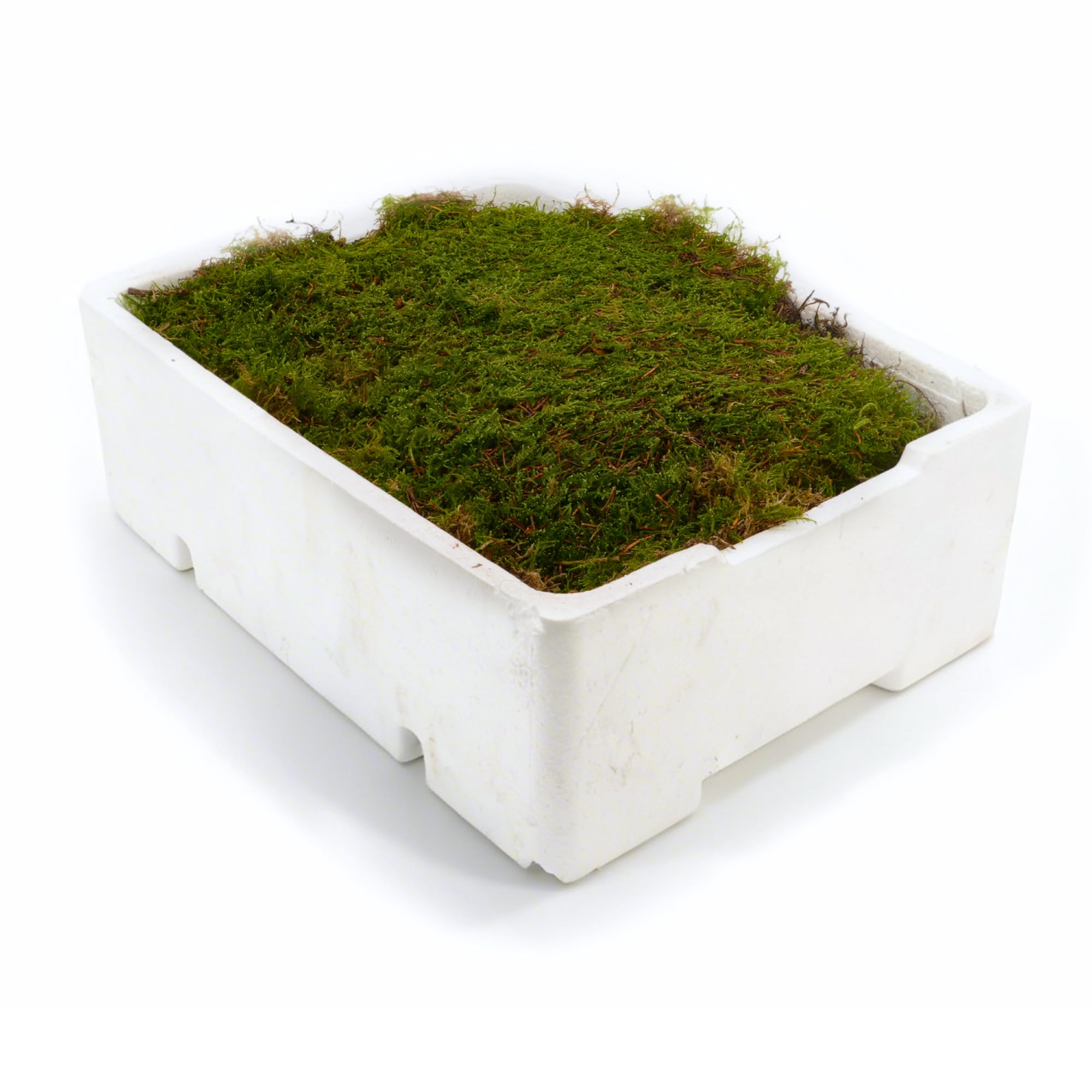 Live Carpet Moss Tray, Full Tray of Live Moss for Terrarium and Vivarium, Fresh Green Sheet Moss for Closed Terrariums, Mossarium, DIY Kits, Indoor Plant Projects