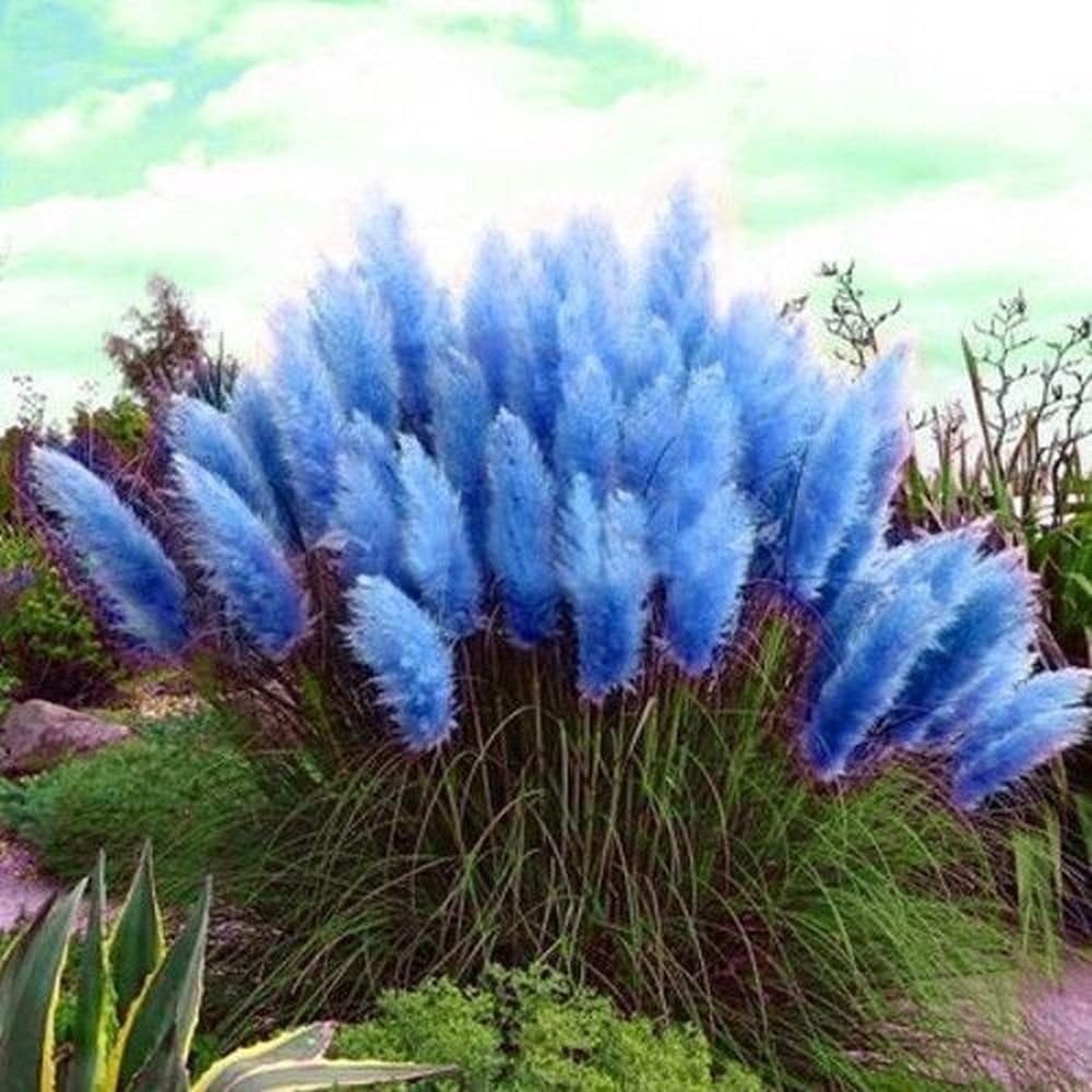 PAMPAS GRASS BLUE ornamental 100 seeds