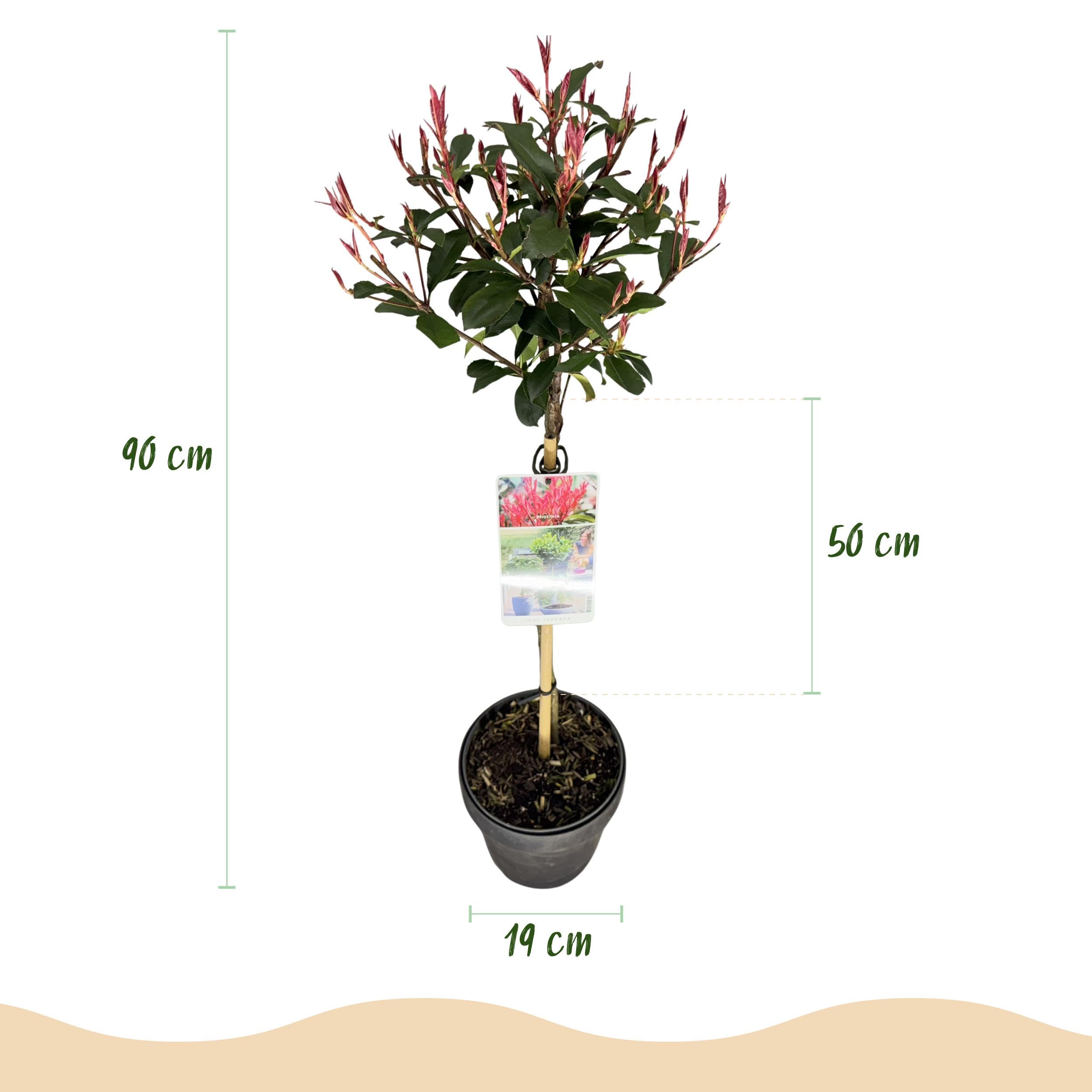 GreenboutiQ - Plante sur tige - Photinia fraseri Carre Rouge - Plante de terrasse - Persistante - Résistante au gel - Feuillage vert-rouge - Pot 19cm Hauteur 90cm