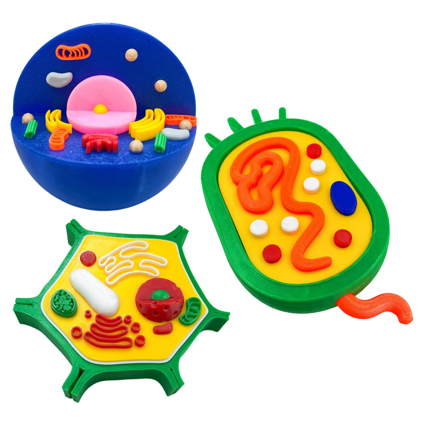 Modelo anatómico de células vegetales de animales, biología, aula, enseñanza, animal y modelo para ayuda de enseñanza de laboratorio