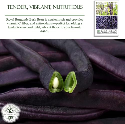 Miniatura 5 de Semillas de frijol Royal Burgundy Bush para plantar, 30 semillas tradicionales por paquete, semillas de jardín de Isla (semillas de jardín de Isla),