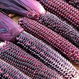 TomorrowSeeds - Double Red Sweet Corn Seeds - 15+ Count - For 2026 Planting Purple Husk Bloody Butcher Seneca Stalker Crafting Indian Maize Dent Kernels Untreated Grow Your Own Home Farm Patio Healthy