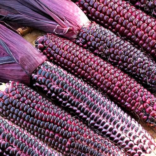 Double Red Sweet Corn seeds image