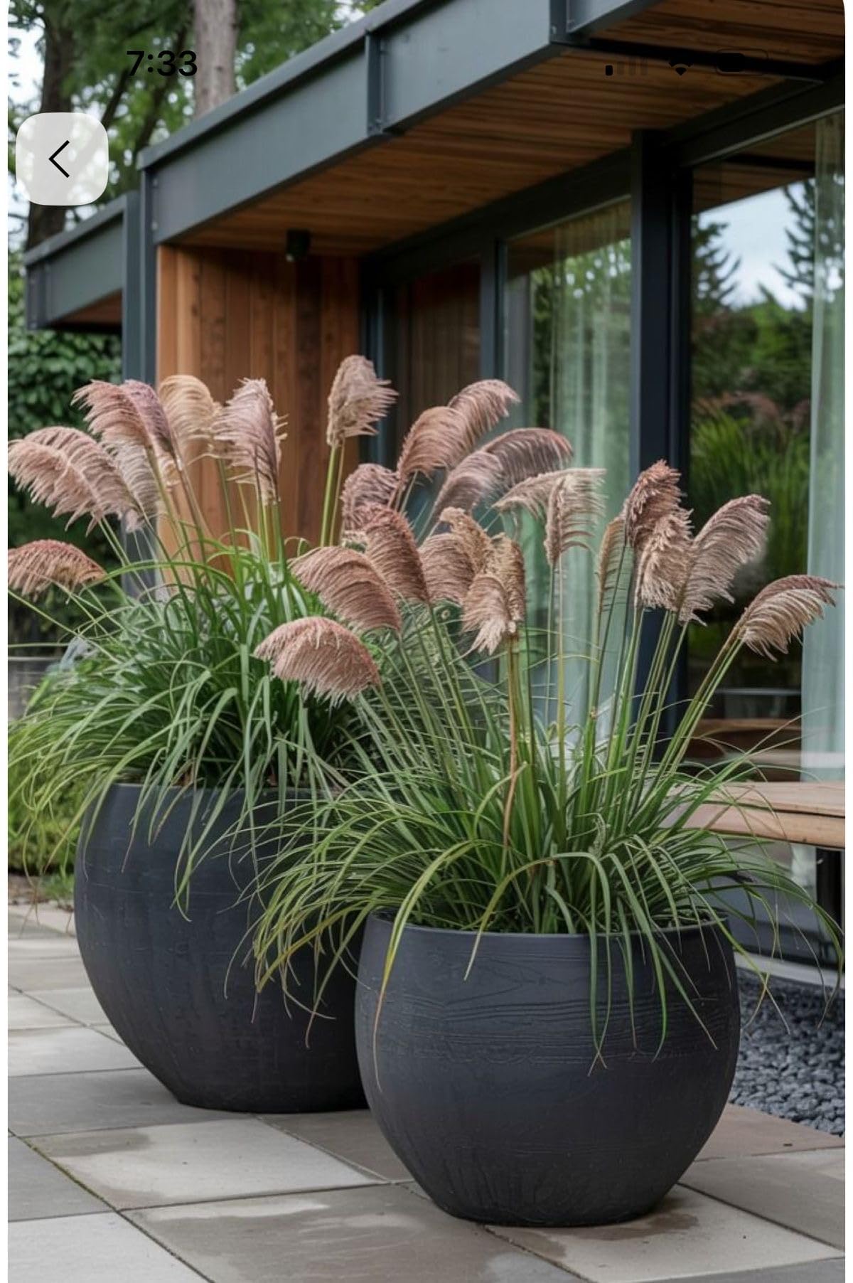 Pampas Grass Seeds - Cream - 100 Seeds -5