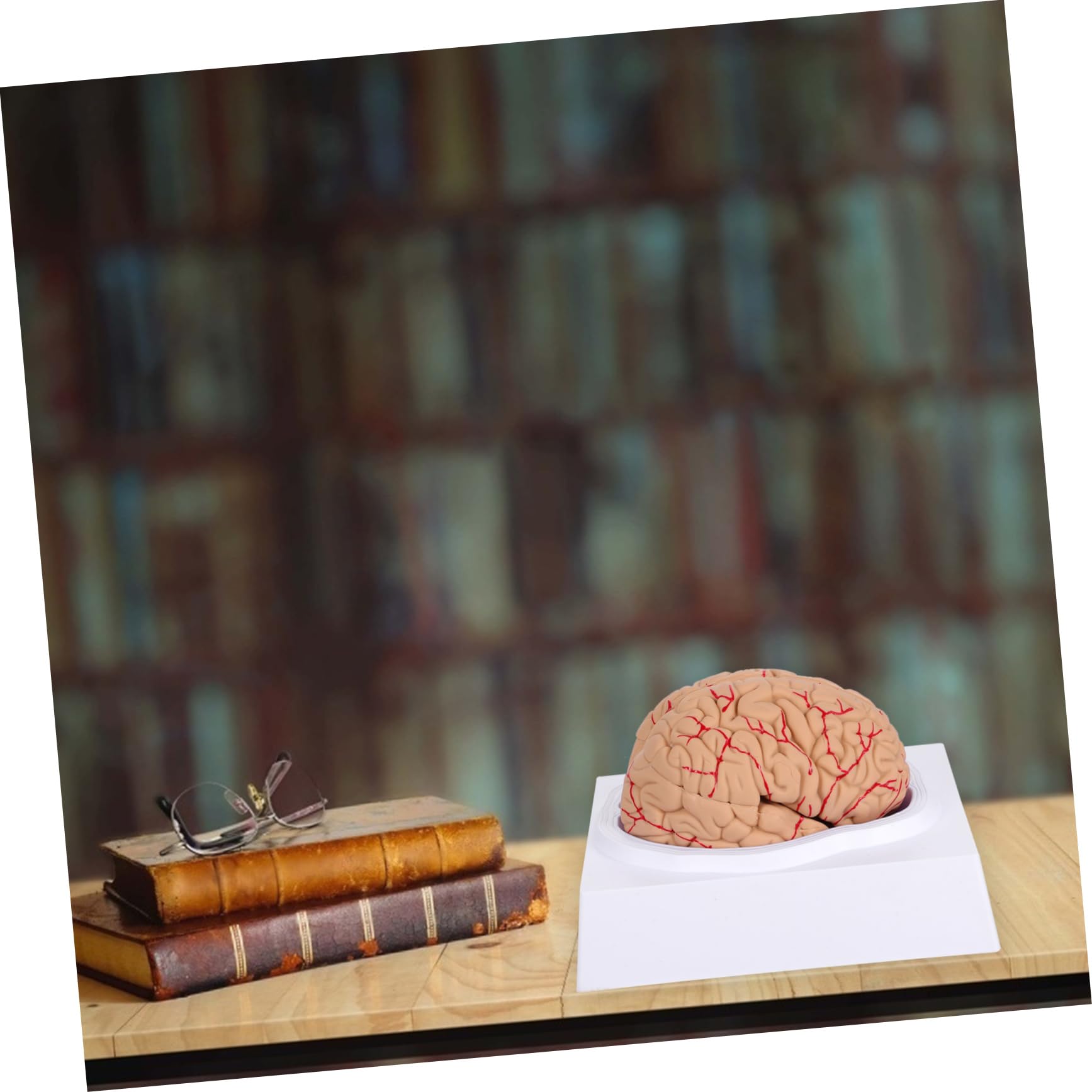 Ciieeo 1pezzi Modello Anatomico di Cervello Umano Cervello Anatomico Scientifico Modello per Aula per Insegnamento Realizzato Materiali di Buona Qualità