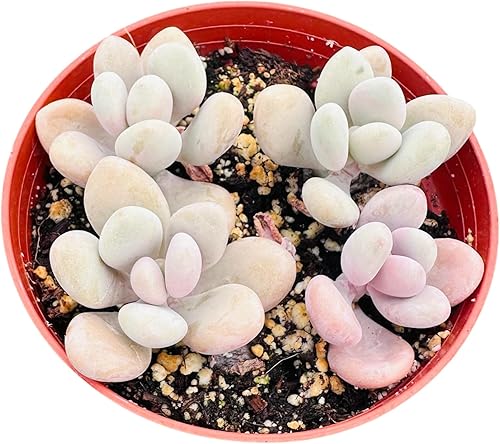 Miniatura 5 de USKC Plantas suculentas vivas Pachyphytum (2 pulgadas Pot Pachyphytum Compactum 'Little Jewel')