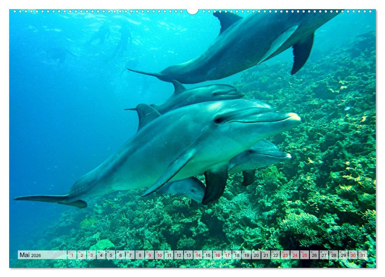Abenteuer Riff - bunte Unterwasserwelt (Wandkalender 2026 DIN A2 quer), CALVENDO Monatskalender: Fantastische Unterwasseraufnahmen zeigen das ... Korallenriffen der Erde (CALVENDO Natur)