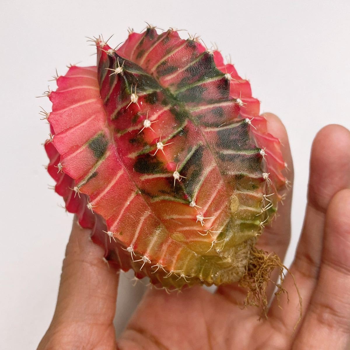 Amazon.co.jp: LB2178錦! 多肉植物 サボテン ギムノカリキウム
