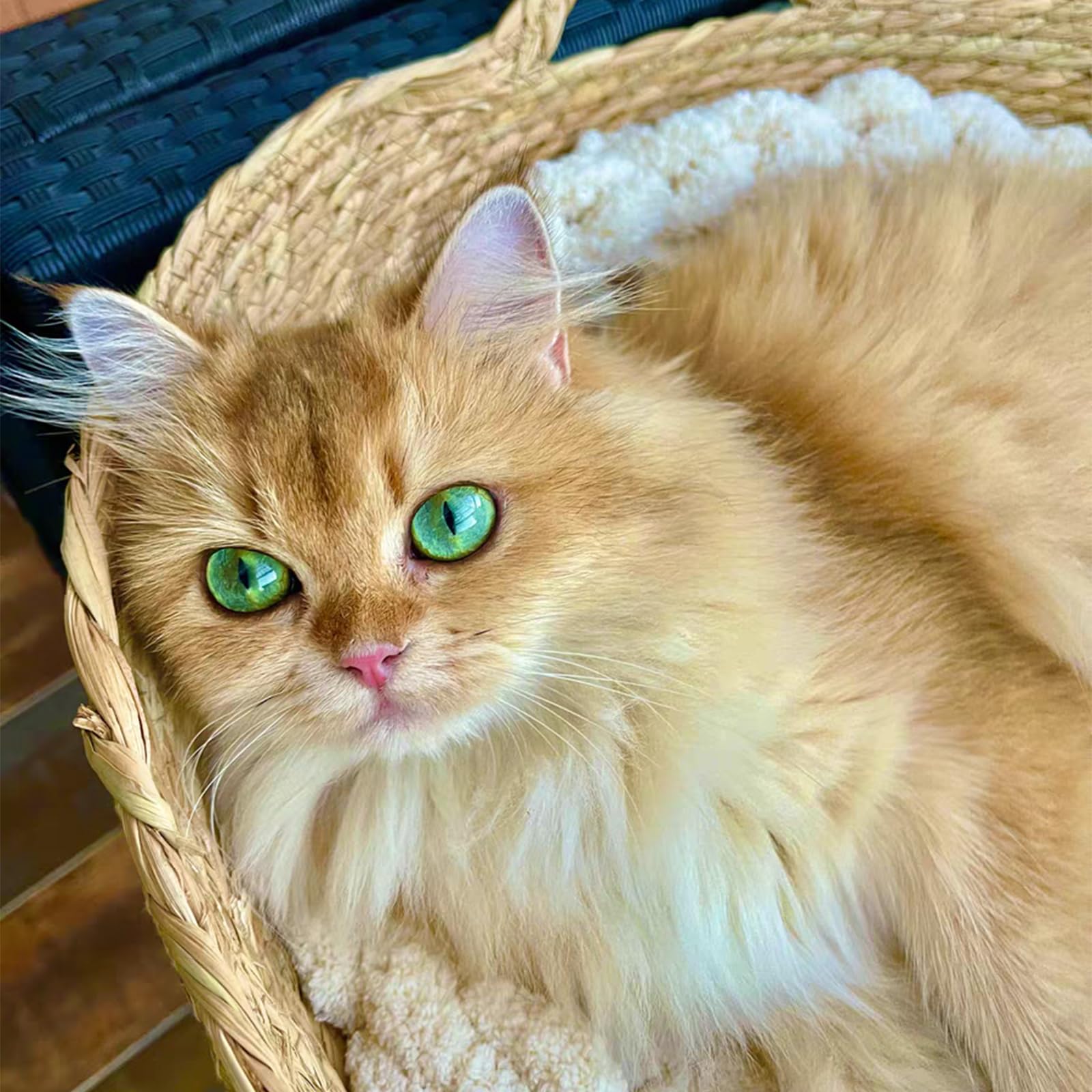 Handgefertigtes gewebtes Katzenbett mit abnehmbarem Kissen, Rattankorb für den Innenbereich, für Katzen, Kätzchen, kleine Haustiere