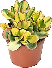 Sprout N Green Golden Jade - Crassula Ovata 'Hummel Sunset', Rare Cute Succulent Plant Fully Rooted in 4" Pot
