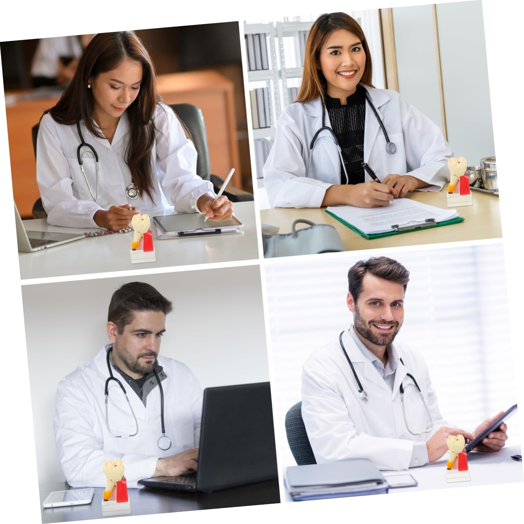 Modello Denti Anatomico Didattico in Resina Beige per Demo | Portatile e Leggero, per Insegnamento Odontoiatrico, Modello Patologico per Studio e Presentazione