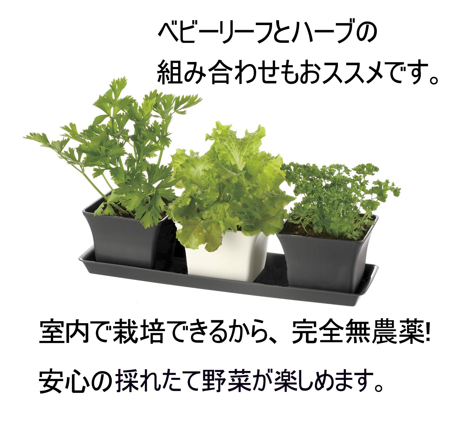 ベイビーリーフ わーふぁ ベビーリーフ 40g（わーふぁ道本）の口コミ・レビュー・評判