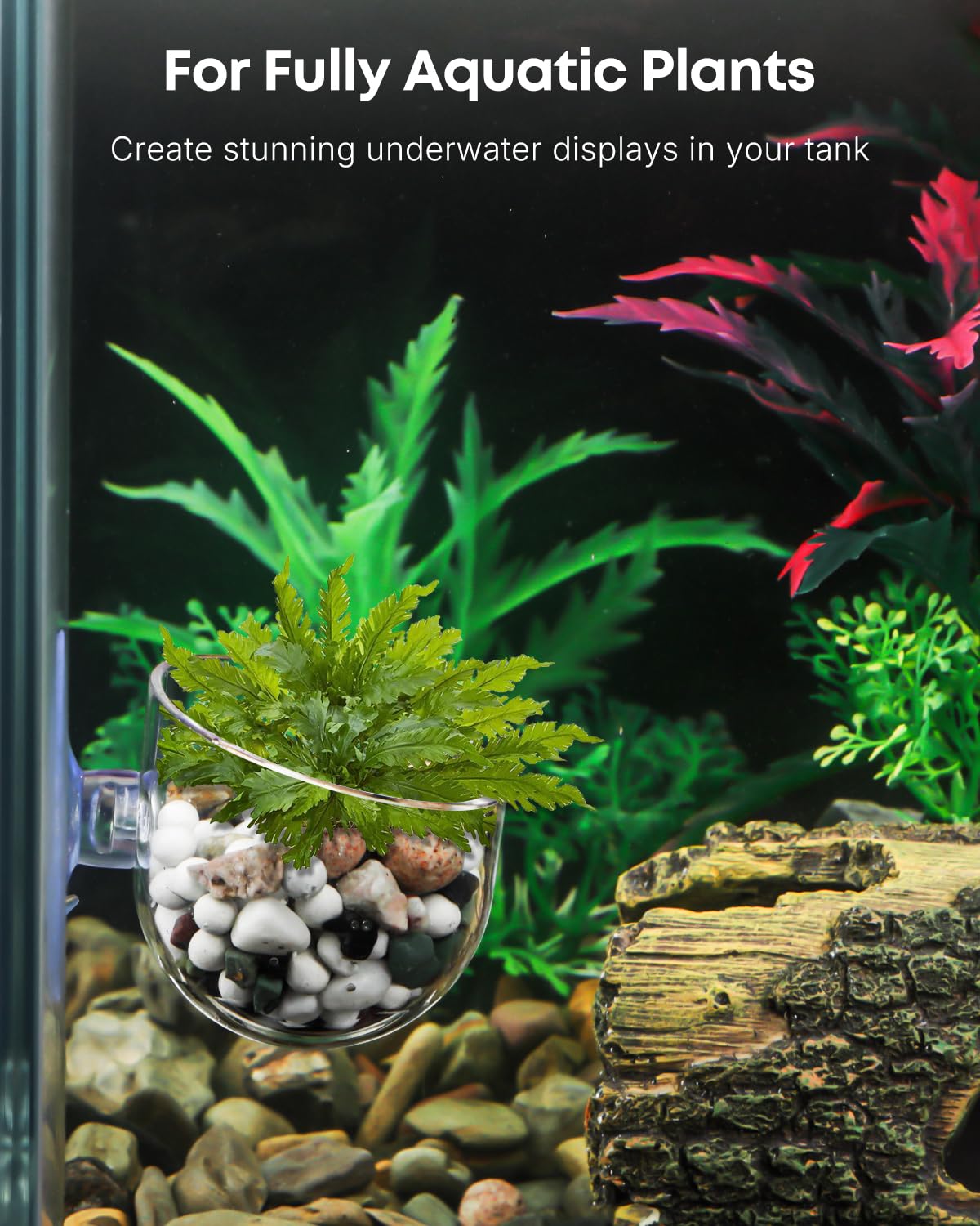 Pawfly Lot de 2 supports de plantes d'aquarium transparents en plastique pour aquarium avec ventouse pour décoration d'aquarium avec nourriture pour poissons vers rouges