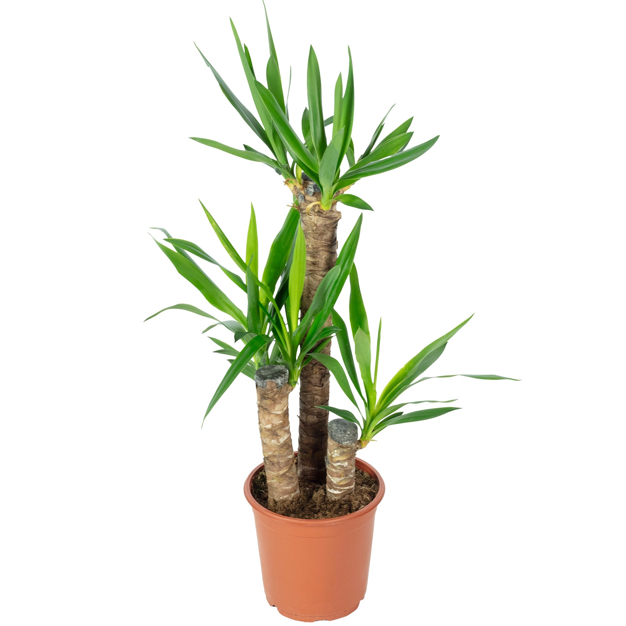 Palmlilie 3-stämmig - pflegeleichte Zimmerpflanze, Yucca Elephantipes Palme 60/30/20 - Höhe ca. 95 cm, Topf-Ø 21 cm