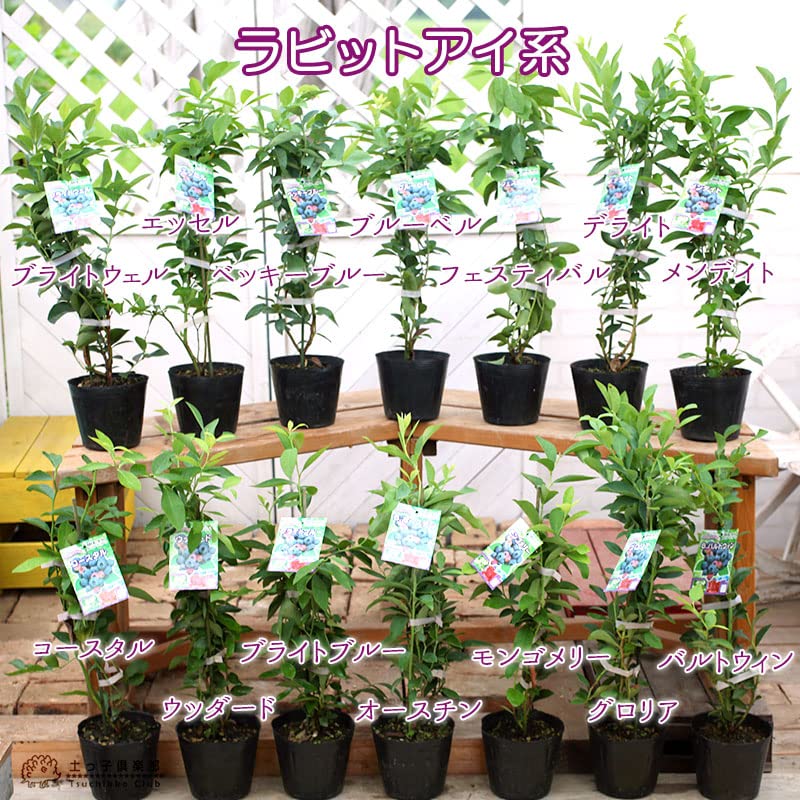 ブルーベリー苗5号ポット3本、3.5号ポット6本 blueberry2.jpg