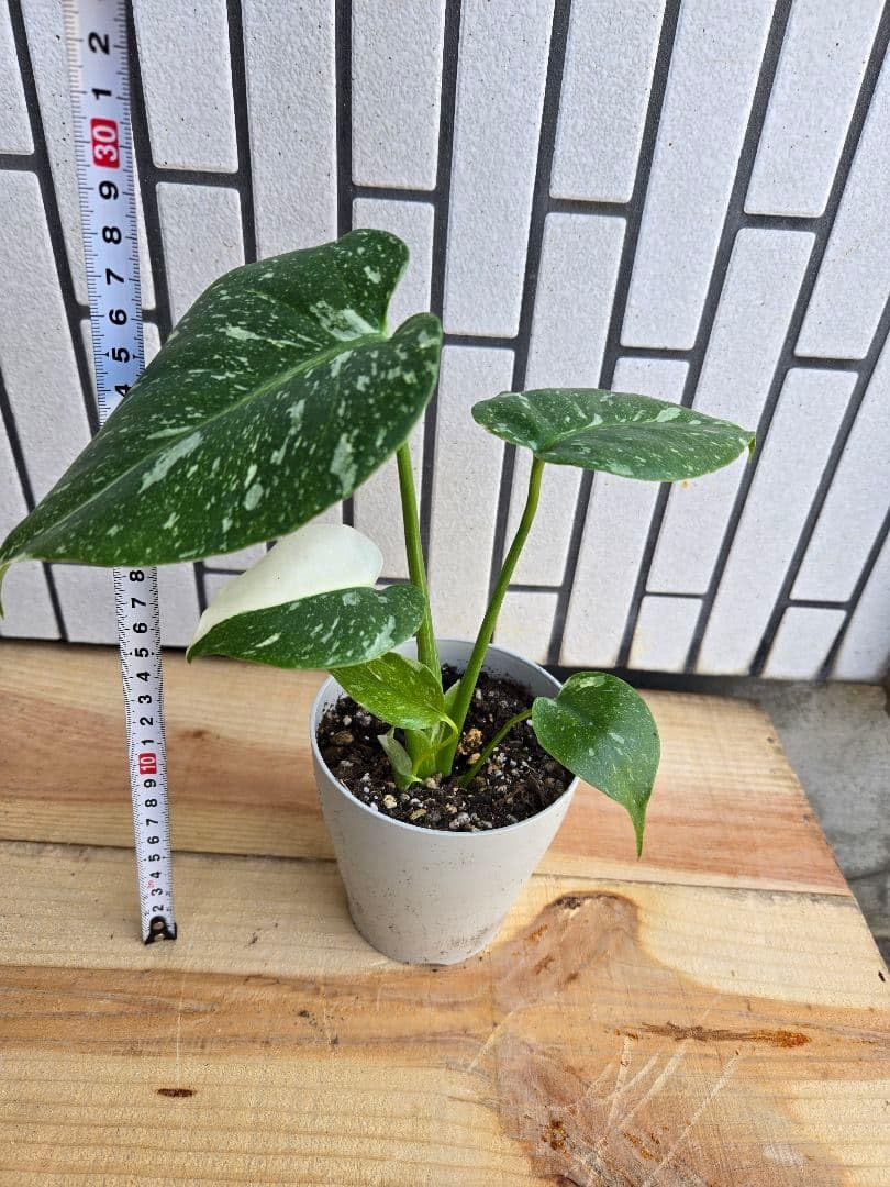 Amazon｜観葉植物 斑入り モンステラ タイコンステレーション ハーフ