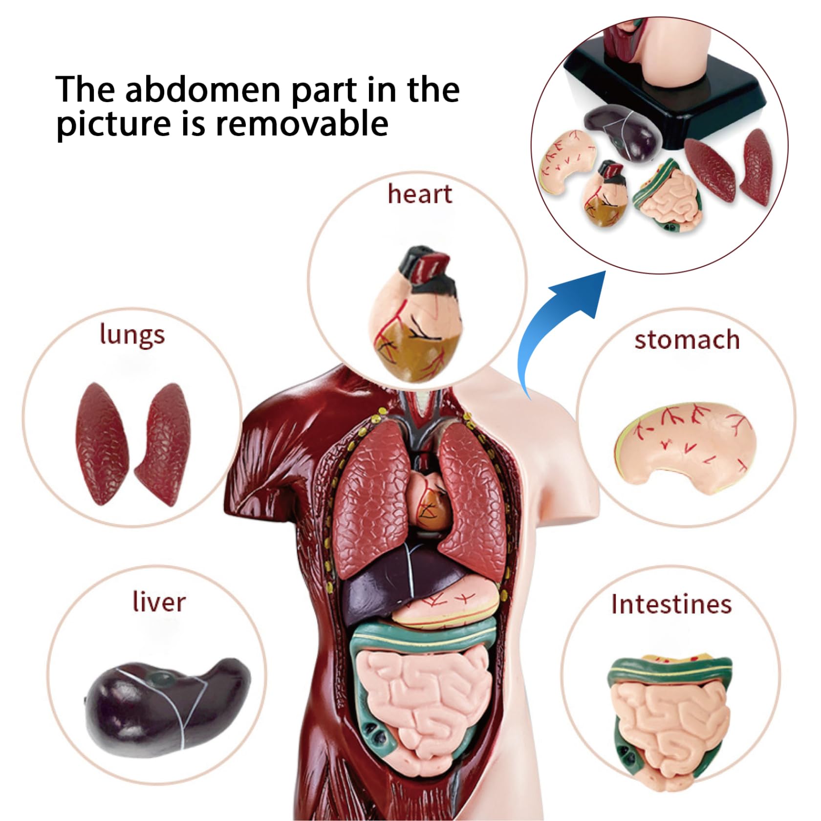 Model ciała człowieka dla dzieci, realistyczna zabawka anatomiczna 9,6 cala z 6 wyjmowanymi częściami organów, interaktywna zabawka edukacyjna dla dzieci w wieku 6+ lat