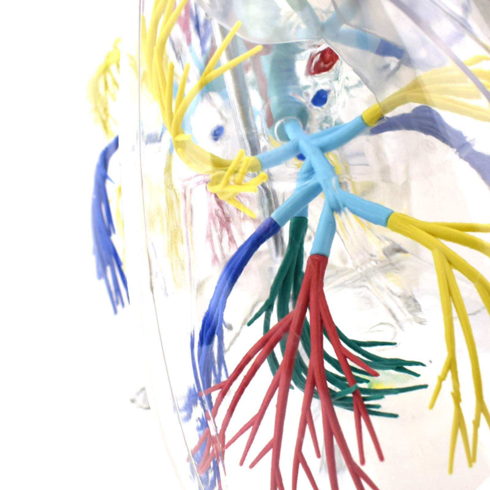 Anatomiemodelle, Bronchialbaum-Lungenanatomie, Thoraxchirurgie, Atemwegsmodell, Probe