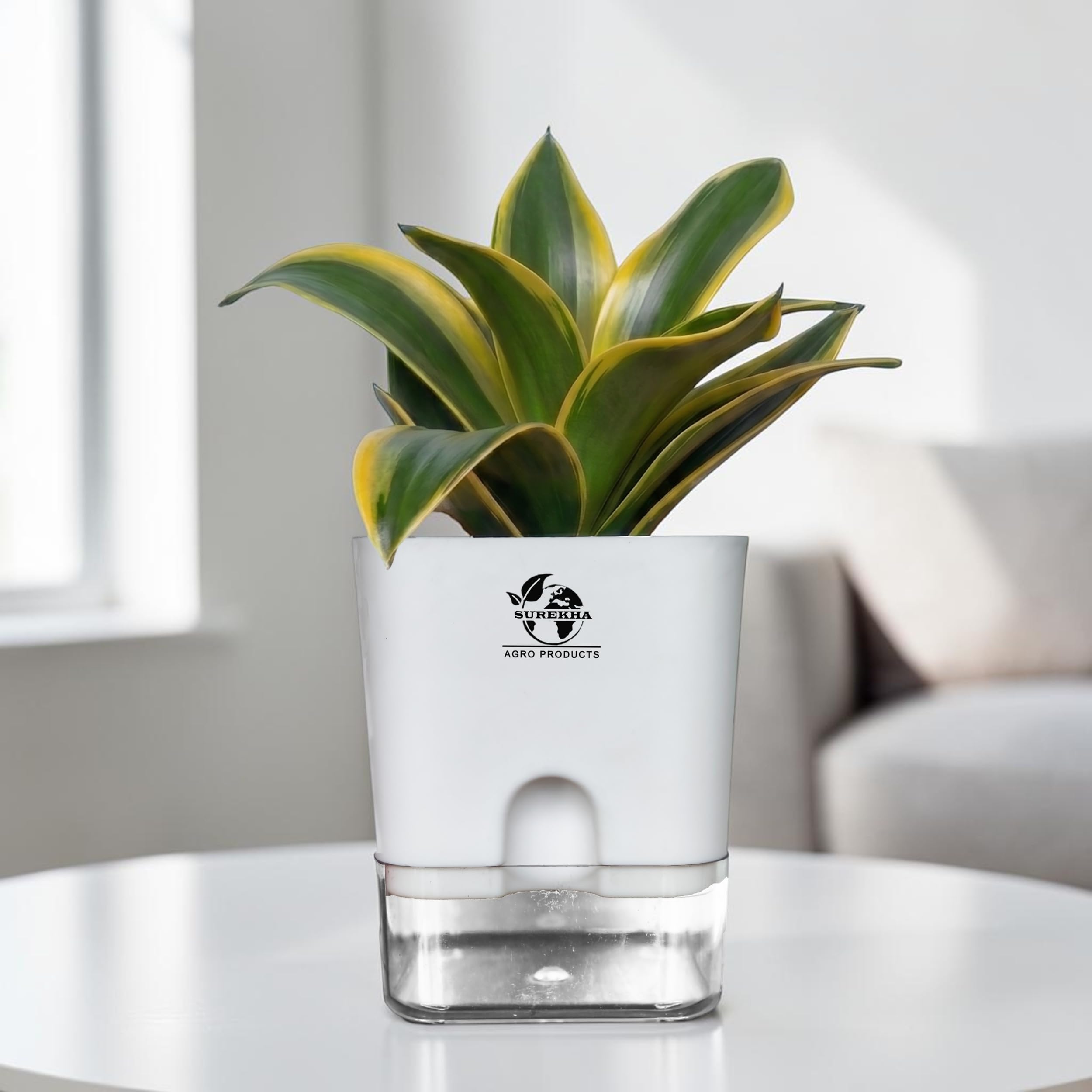 Surekha Golden Hahnii Snake Plant Indoor Live Plant With Self Watering Pot For Home, Perfect Live Plants - Indoor Plants For Home | Ideal For Office Plants Indoor On Desk (Square White)