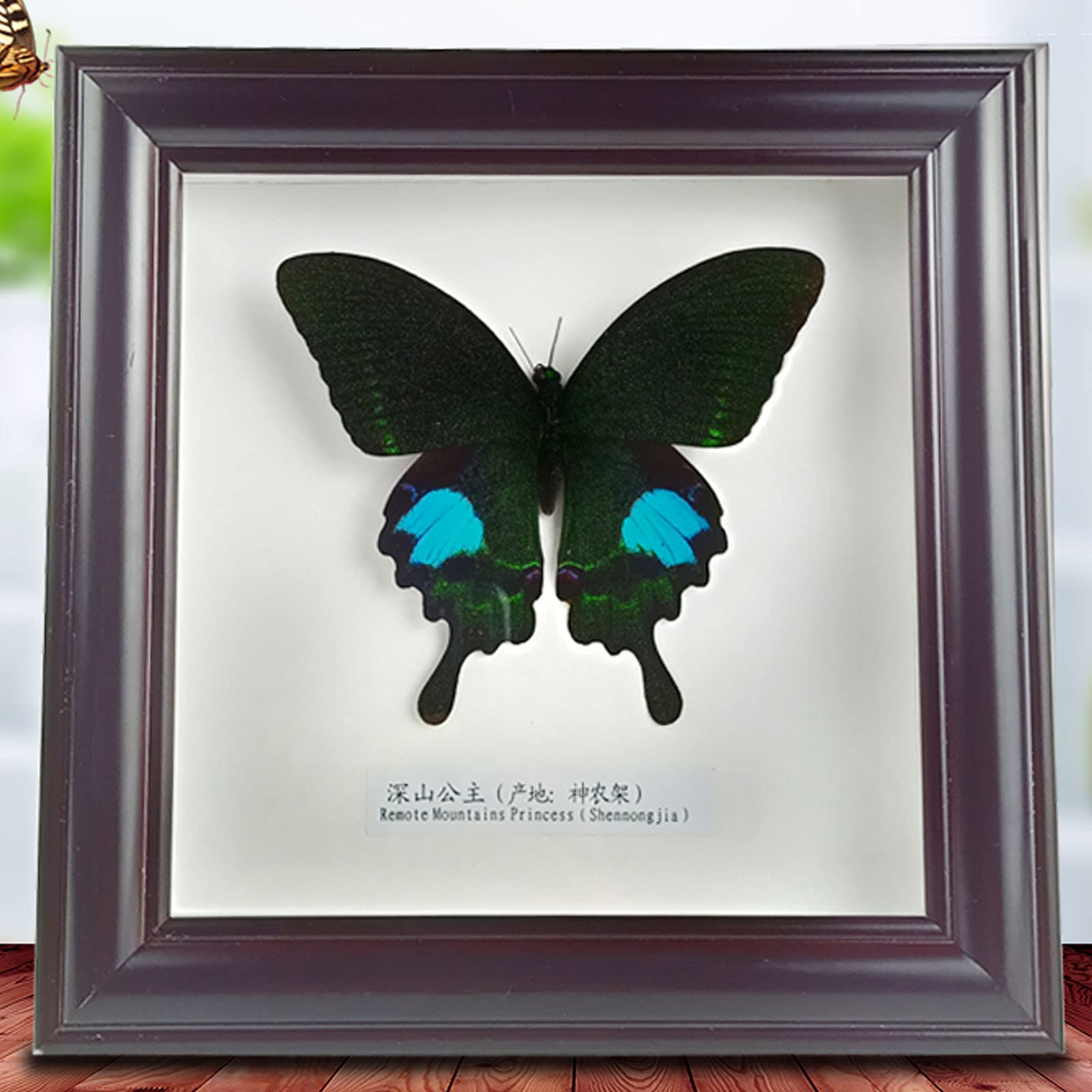 Guoyoocc I Taxidermy Butterflies,Exquisite Butterflies Nsect Specimen,Taxidermy Animals,Unique Taxidermy Collectables,Home Decorate Ornament,Birthday Gifts,Wall Art,Natural Real Butterfly,18 * 18Cm