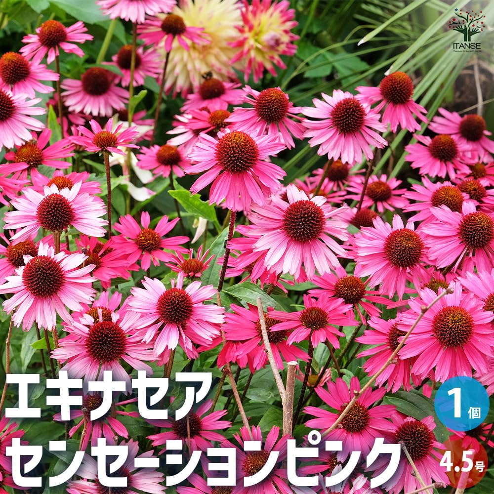 エキナセア　ピンク　10株　まとめ購入希望の方どうぞ♪ エキナセア ピンク 10株 まとめ購入希望の方どうぞ♪ エキナセア