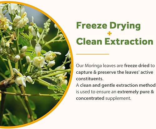 Miniatura 8 de Doctor's Recipes Moringa 11,000 mg Fuerza, Superalimento verde completo, soporte antioxidante natural, sin OMG, 90 cápsulas veganas, sin cafeína,