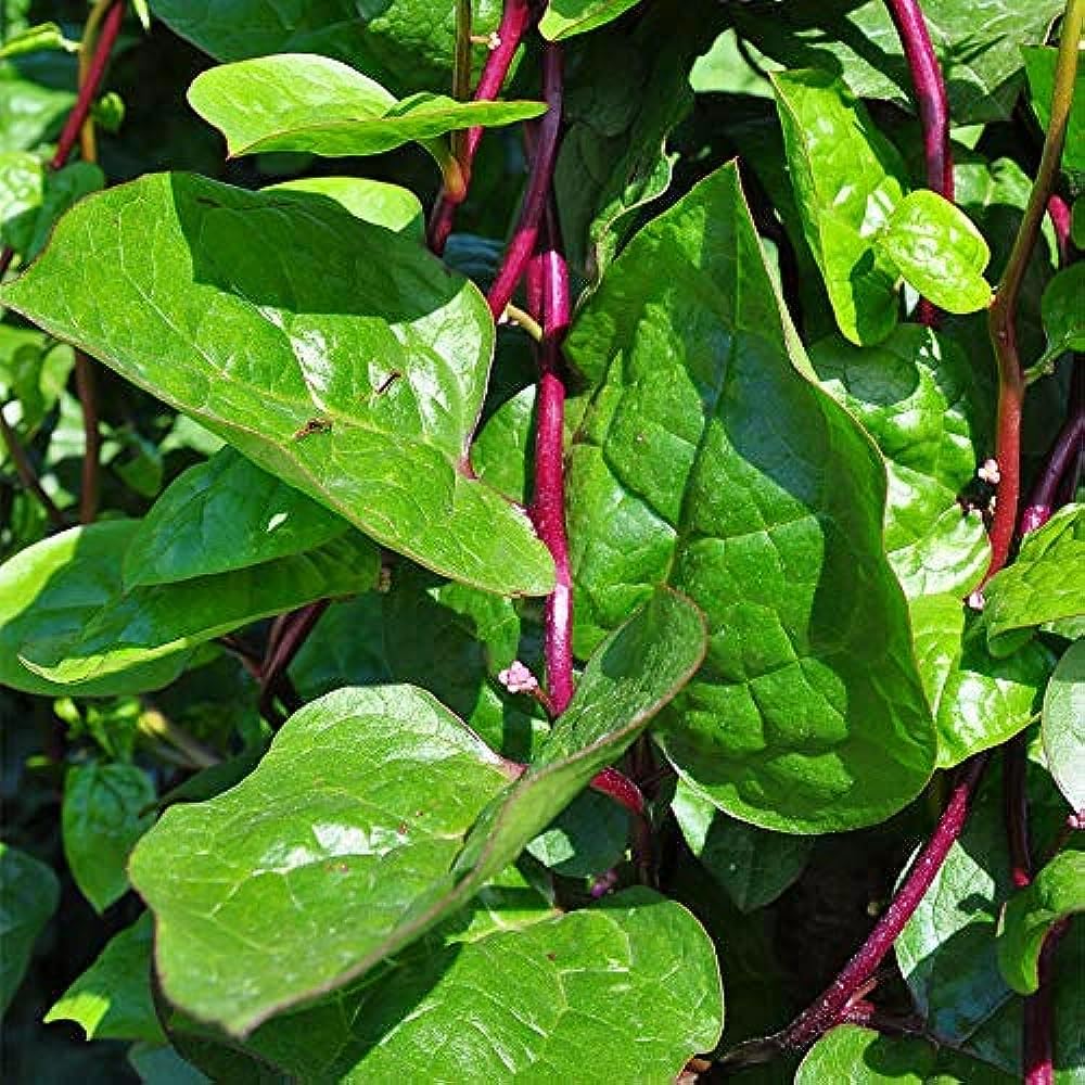 Pasalai Keerai Plant|Kodi Pasalai Keerai Plant|Malabhar Spinach Plant|Red vine spinach Plant|Creeping Spinach Plant|Ceylon Pasalai Plant (B0CPJQ2BQF) Amazon Price History, Amazon Price Tracker