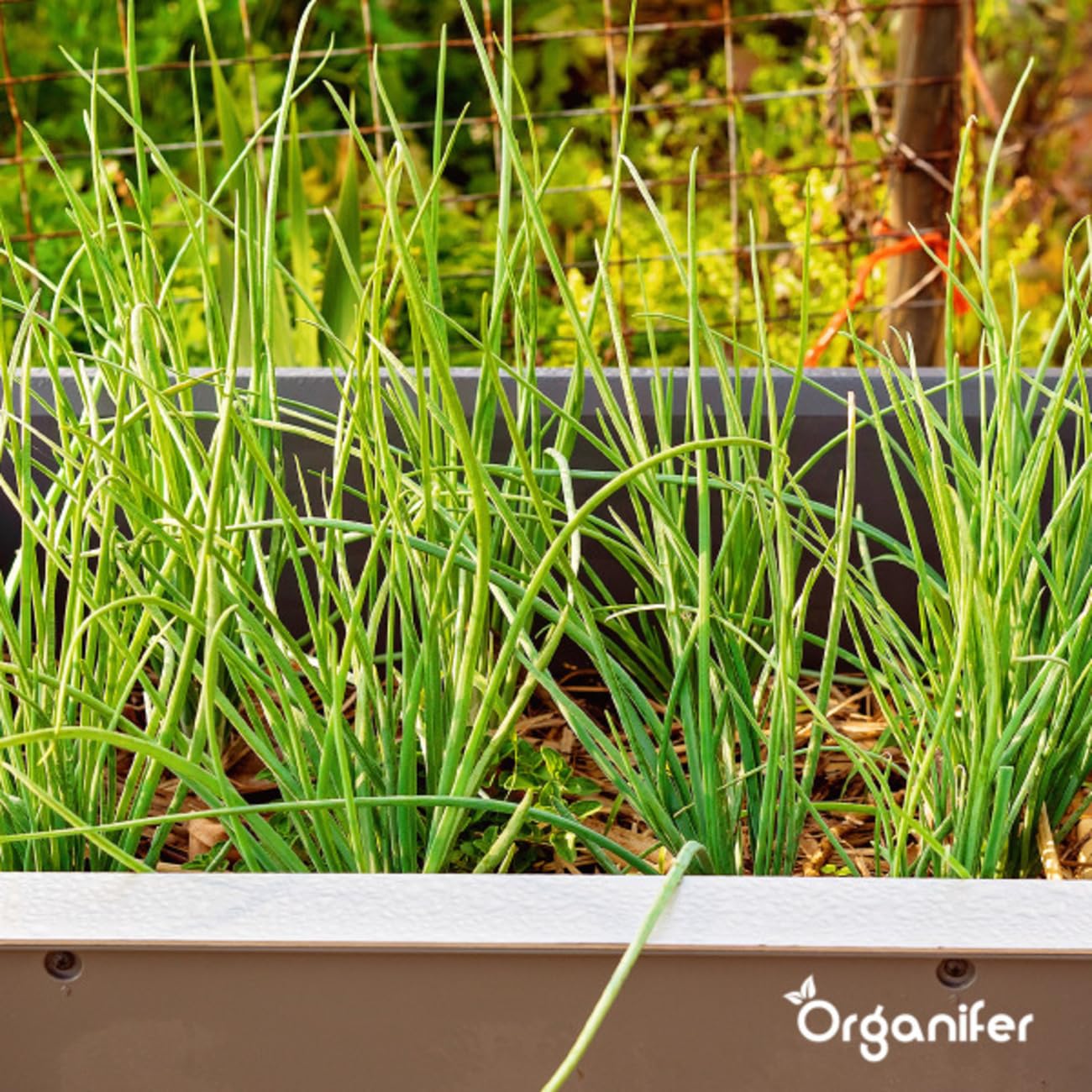 Confezione Di Semi Di Erbe Biologiche | Semi Da Giardino - Semi Di Erbe - Confezione Di Verdure - Pianta Di Rosmarino - Melissa - Semi Biologici - Organifer