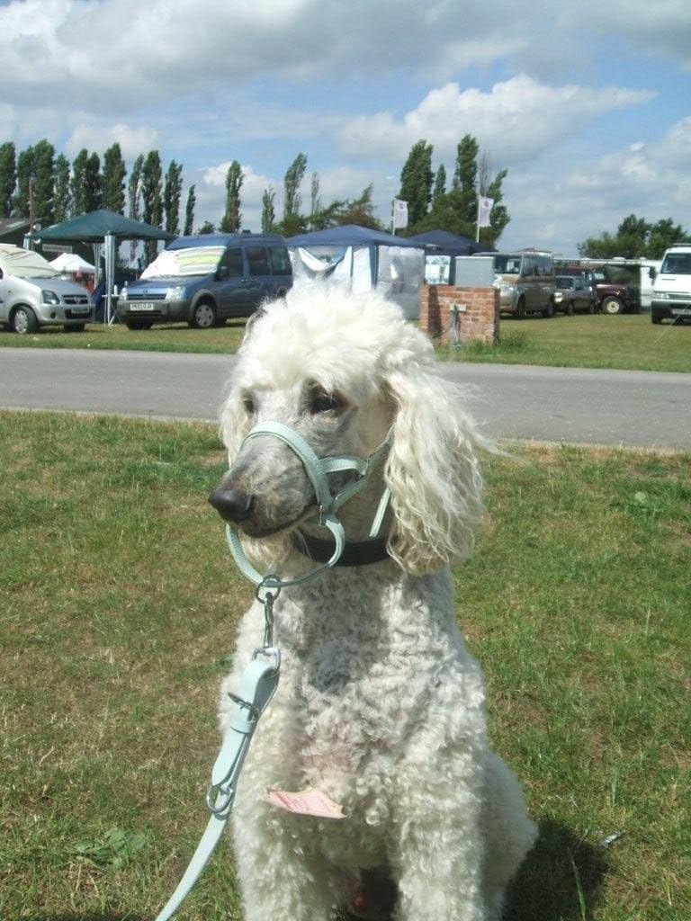 DOGMATIC LEATHER HEADCOLLAR PASTEL BLUE SIZE 4 Pet Supplies