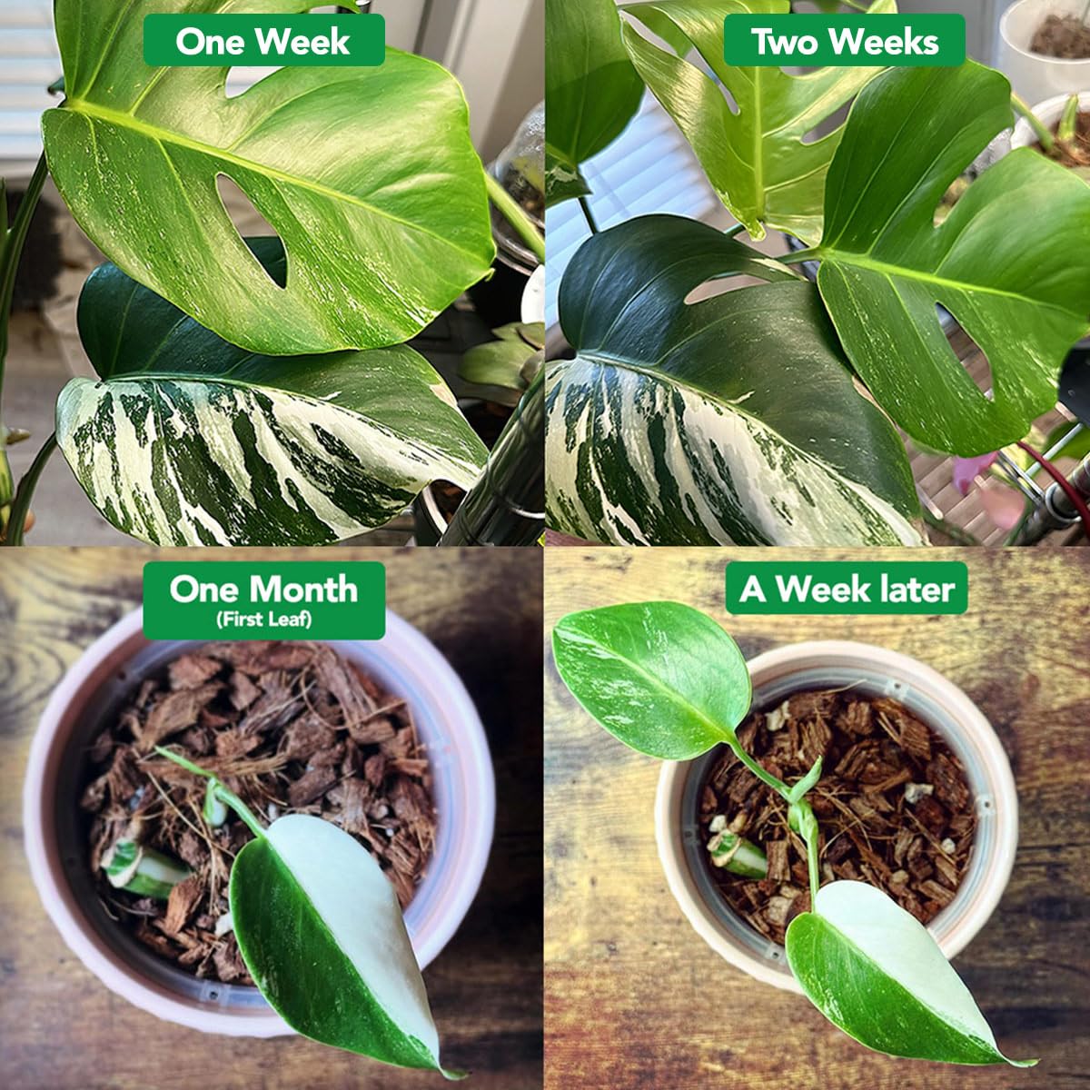 Noot Bio-Organic Plant Food Liquid Fertilizer - Makes 7 Gallons - Root Boosting Mycorrhizae - Fast Growth for Monstera, Aroid, Succulent, Orchid, Calathea, Philodendron - Use Every Watering (2 Vials)