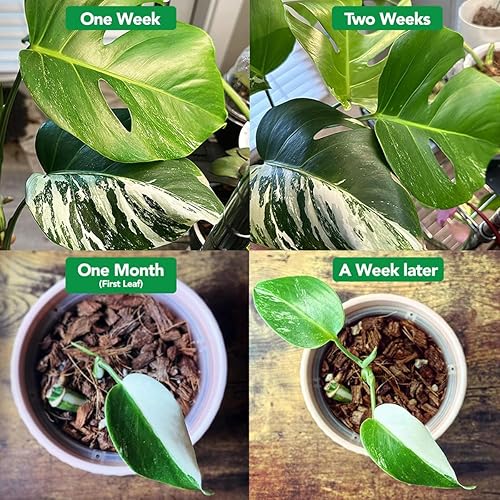 Miniatura 4 de Noot Fertilizante líquido orgánico para plantas con 16 cepas de micorrizas que estimulan la raíz. Funciona para todas las plantas de interior,