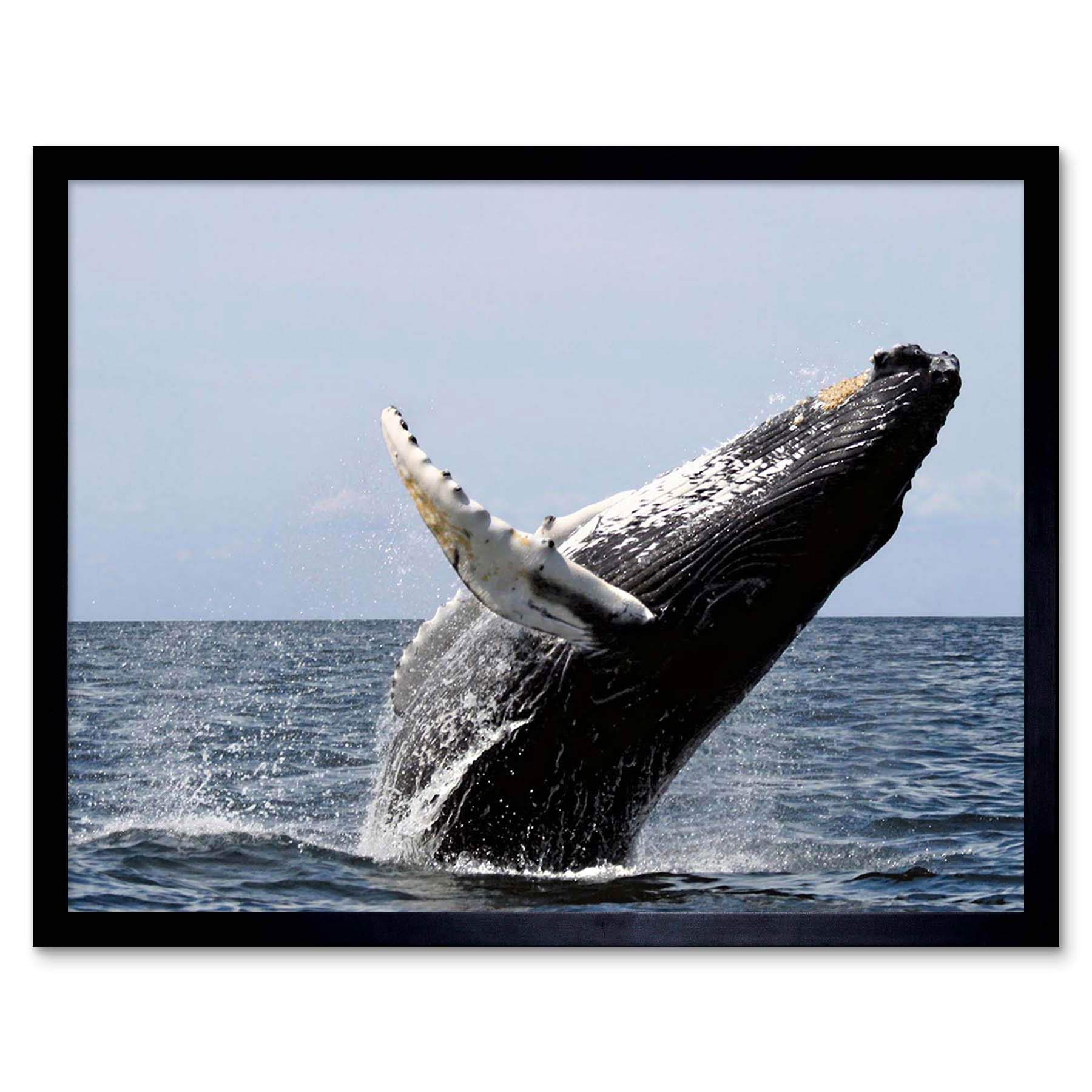 Wee Blue Coo Framed Black Animal Photograph Humpback Whale Art Print Framed Poster Wall Decor 12X16 Inch