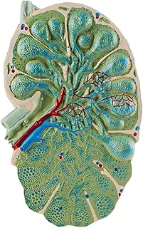 VERIMP Lymph Node Microstructure Lymph Node Model Biology Teaching Model Shape is Realistic Medical Specimen Model Anatomy Teaching Demonstration Model