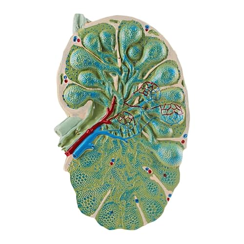 VERIMP Lymph Node Microstructure Lymph Node Model Biology Teaching Model