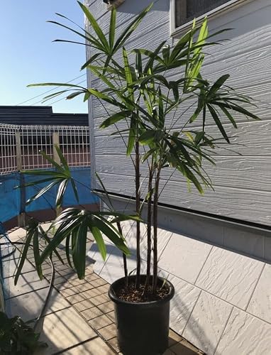 観葉植物 カンノンチク」の人気商品一覧 | 安い商品を通販サイトから