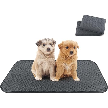 cat knocks over water