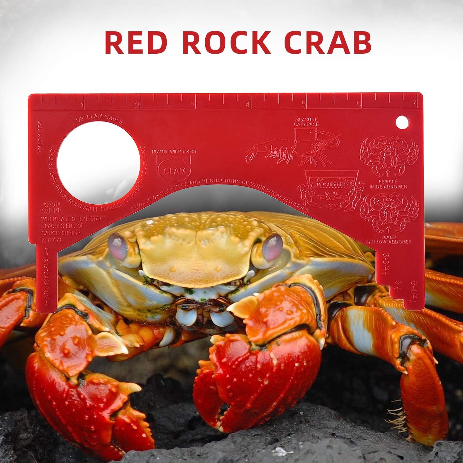 SF Dungeness Crab Gauge Measure Multi Shrimp Clam Measuring Tool for Oregon, Washington and California