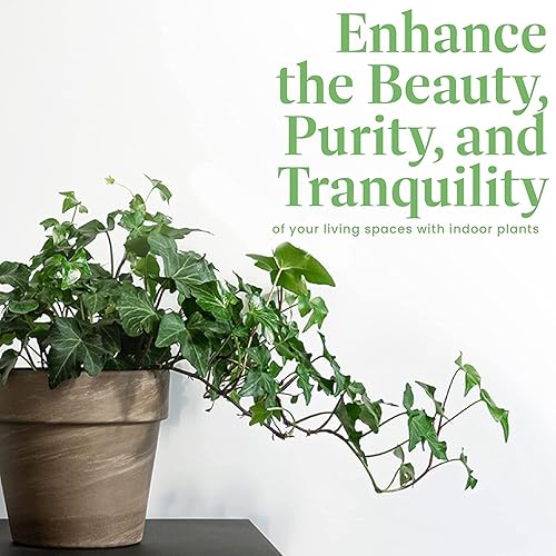 Miniatura 5 de AMERICAN PLANT EXCHANGE English Ivy Baltic Trailing Vine - Planta viva, maceta de 6 pulgadas, purificador de aire para interiores y exteriores