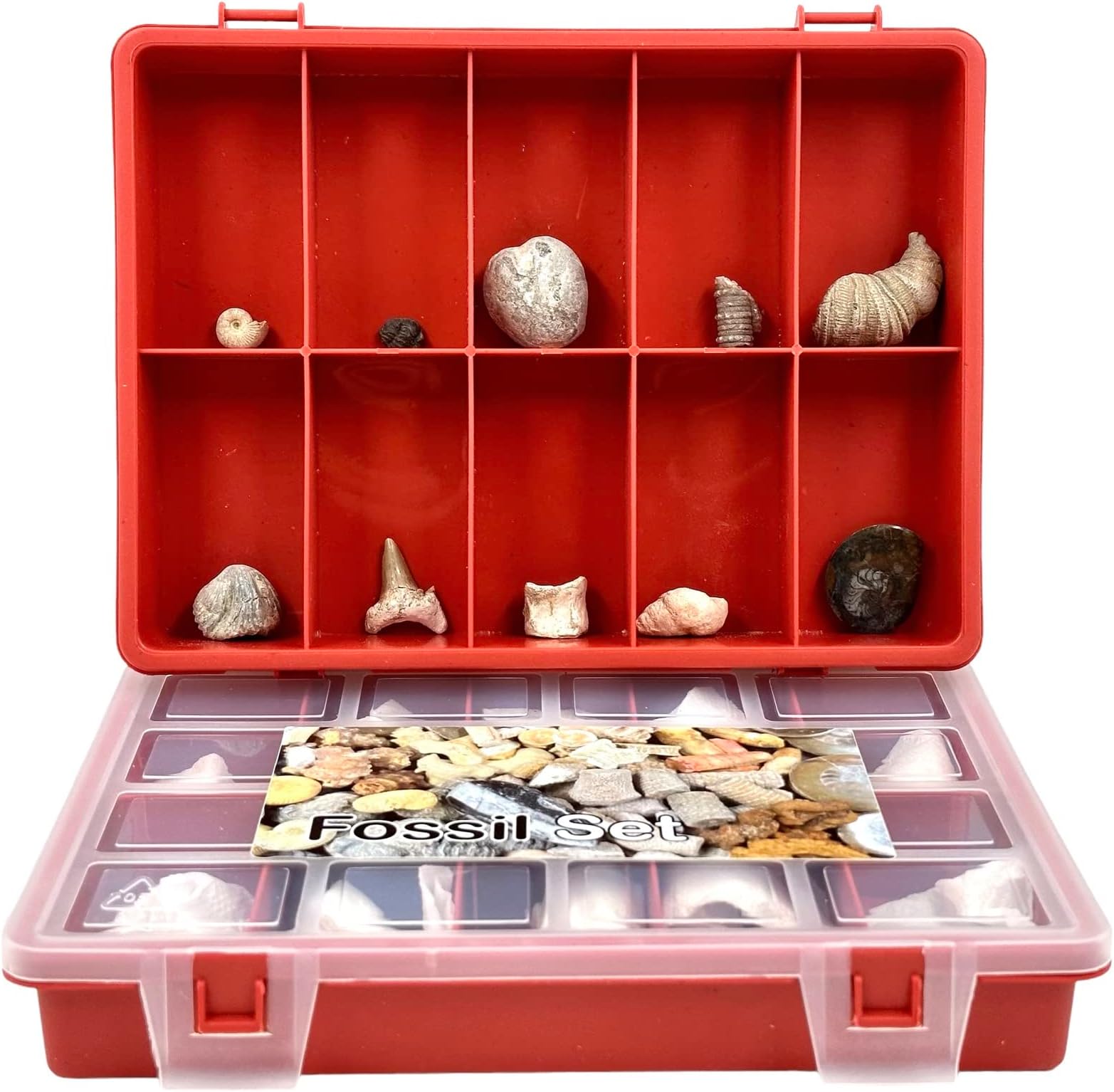 Fossil Set of 12 Genuine Fossils SilverGeo®