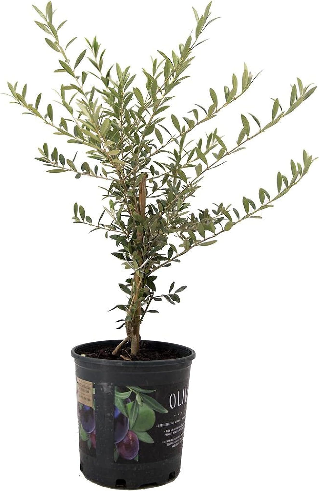 American Plant Exchange Arbequina Olive Tree – Live 6-Inch Pot, Fruit Bearing Tree, Cold Hardy Edible Variety for Containers, Patios, and Mediterranean-Inspired Gardens