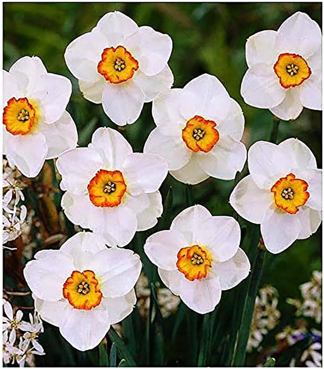 10 Jamestown Narcissus Bulbs - Top Size Daffodil Bulbs