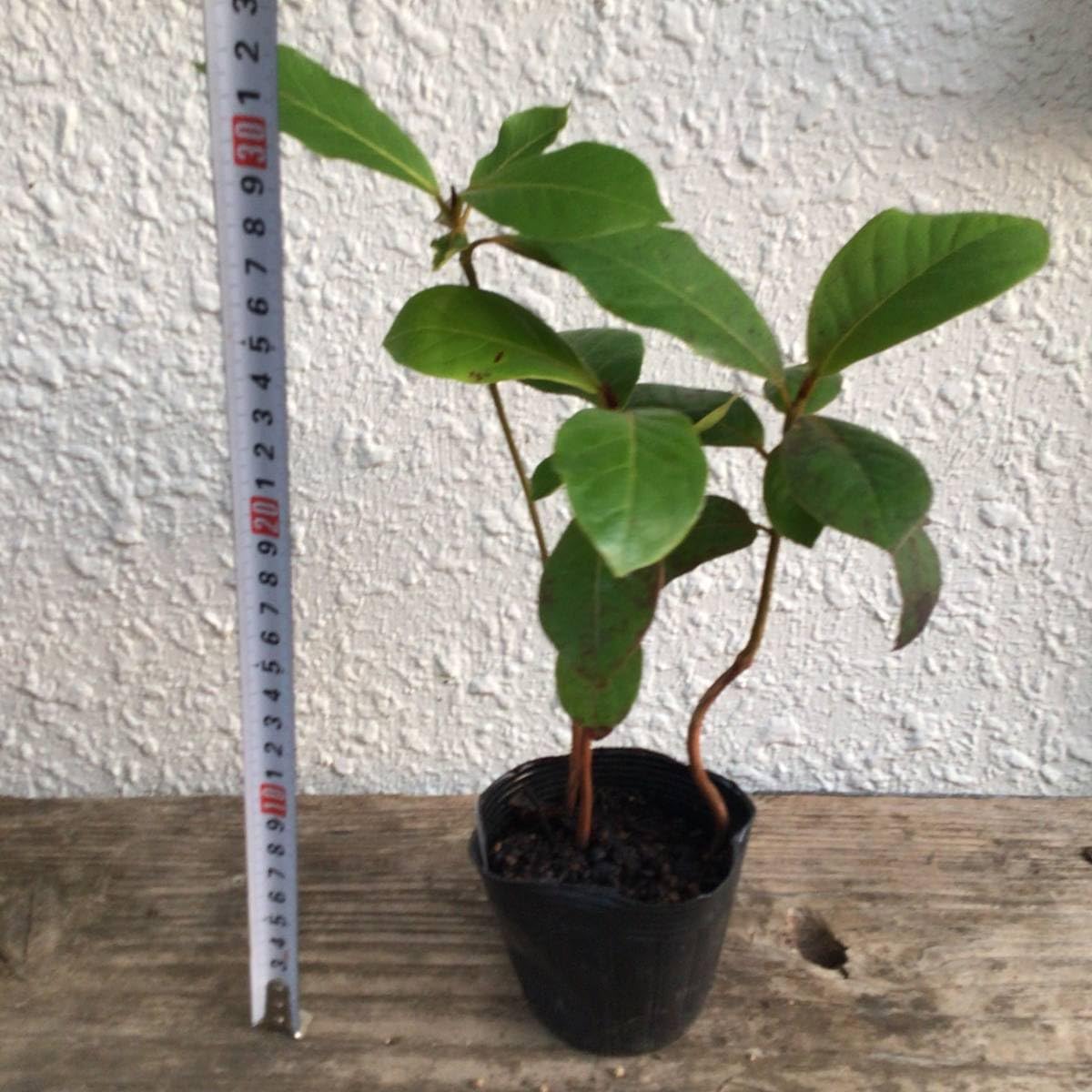 Amazon.co.jp: 3本セット！双葉が落ち、木質化が始まっている苗です